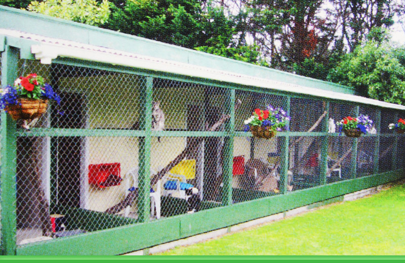 Cattery Auckland